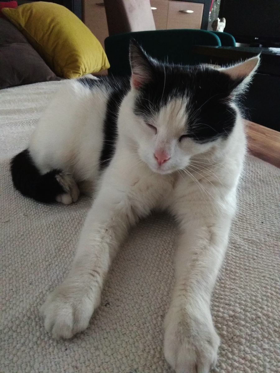 czarno-biały kot na kanapie